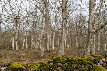 Image showing Mossy old dry stone wall in a hornbeam forest