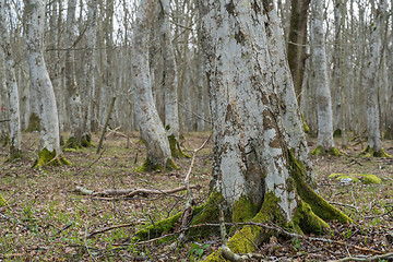 Image showing Old mossy tree root