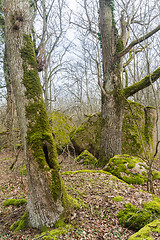 Image showing Mossy rocks and tree trunks