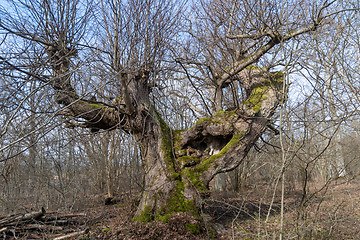 Image showing Mighty old Hornbeam tree