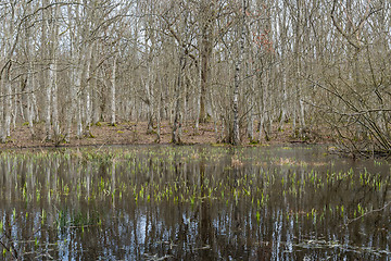 Image showing New green plants in a pond