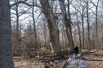 Image showing Protected old oak trees