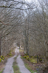 Image showing Gravel road through a deciduous forest