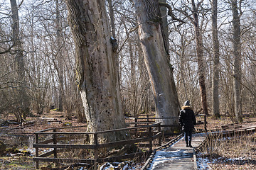 Image showing On the boardwalk by protected old oak trees