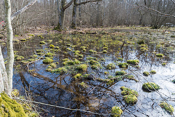 Image showing Springtime view of a pond in the woods