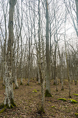 Image showing In the Hornbeam woodland