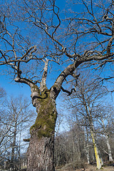 Image showing Old oak tree