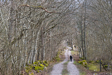 Image showing Healthy walk on a road in a deciduous forest