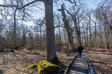 Image showing Walking by protected old oak trees