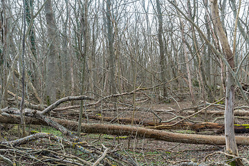 Image showing Fallen trees in a deciduous forest