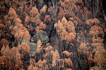 Image showing Looking down onto burnt bush land after bush fires Australia