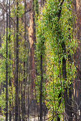 Image showing Trees with new leaf growth after fire