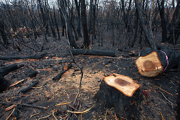 Image showing A dangerous tree felled after bush fires in Australia