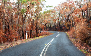 Image showing Curving road through buirnt bush land in Australia