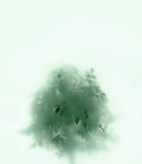 Image showing tree in fog
