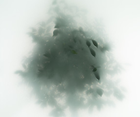 Image showing tree in fog