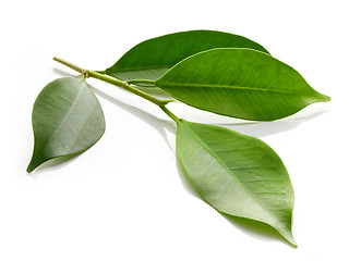 Image showing fresh green leaves