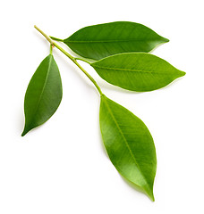 Image showing fresh green leaves