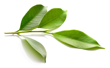 Image showing fresh green leaves