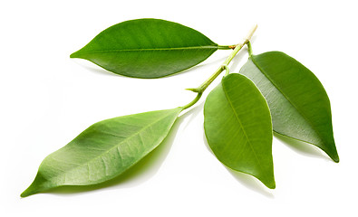 Image showing fresh green leaves