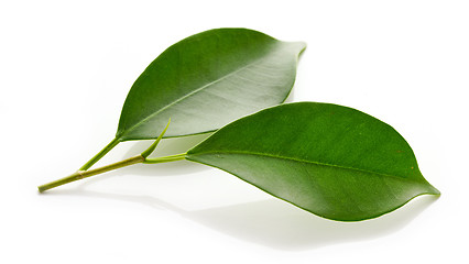 Image showing fresh green leaves