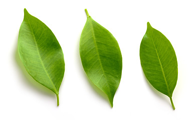 Image showing fresh green leaves