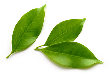 Image showing fresh green leaves