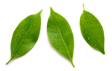 Image showing fresh wet leaves