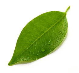 Image showing fresh wet leaf