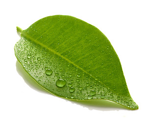 Image showing fresh wet leaf