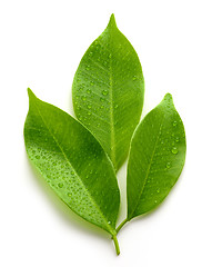 Image showing fresh wet leaves