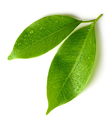 Image showing fresh wet leaves