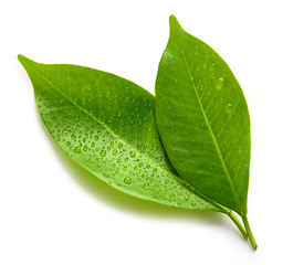 Image showing wet green leaves