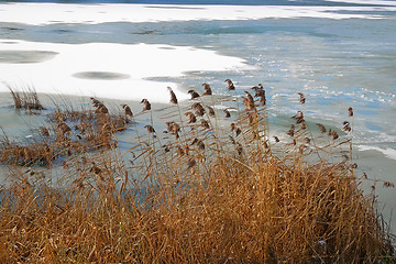 Image showing Dread reed plants on the frozen lake