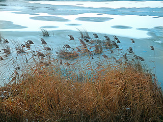 Image showing Reed plants on the frozen lake