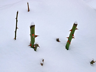 Image showing Cropped stems of roses in snow