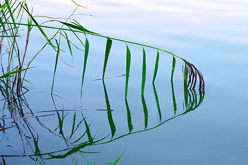 Image showing Tilted reed plant reflected in calm water surface