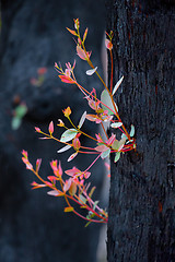 Image showing New leaf growth on a burnt tree after bush fire