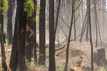 Image showing Bush regeneration in the aftermath of bush fires