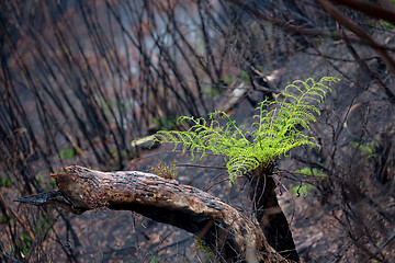 Image showing A tree fern flourishes after bush ires in Australia