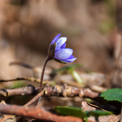 Image showing Sunlit Hepatica flower