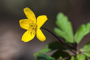 Image showing Beautiful Yellow Anomone flower