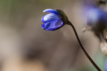 Image showing New Blue Anemone flower