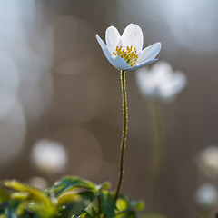 Image showing Blossom Wood Anemone close up