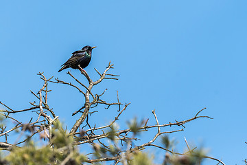 Image showing Starling in the top of a tree