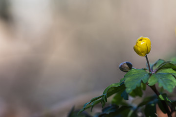 Image showing Yellow Wood Anemone buds