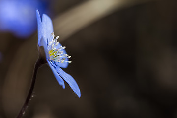 Image showing Hepatica flower head close up