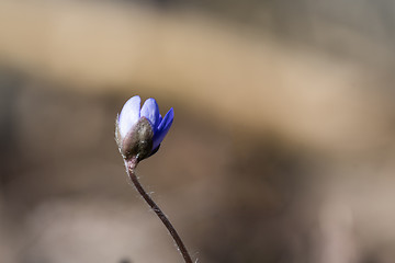 Image showing Blue Anemone bud close up