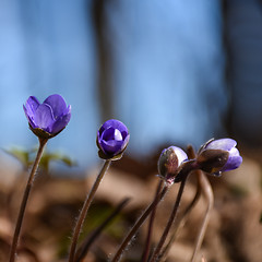 Image showing Blue Anemones just starting to bloom