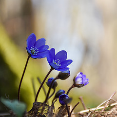 Image showing Blue Hepatica flowers just started to bloom